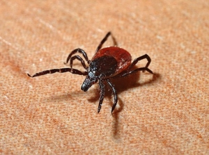 Lyme, Tick, Natural Lyme Treatment